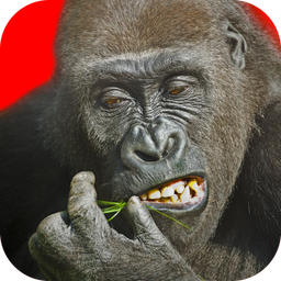 Logo: Flying Gorilla