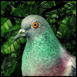 Logo: Pigeon: A Love Story