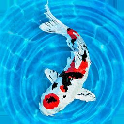 Logo: My Koi