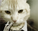 Game cover: Story Essay Cat