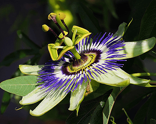 Game cover: Passiflora
