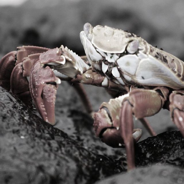 Game cover: Crabhouse
