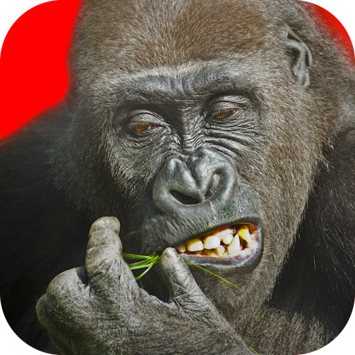 Game cover: Flying Gorilla