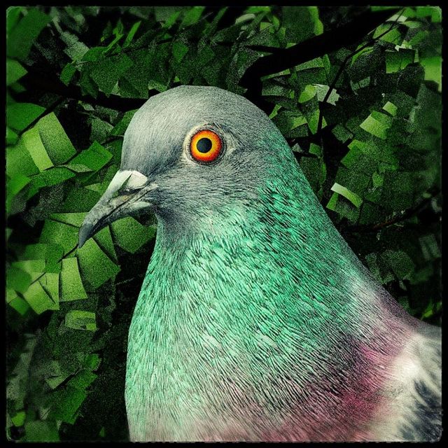 Game cover: Pigeon: A Love Story